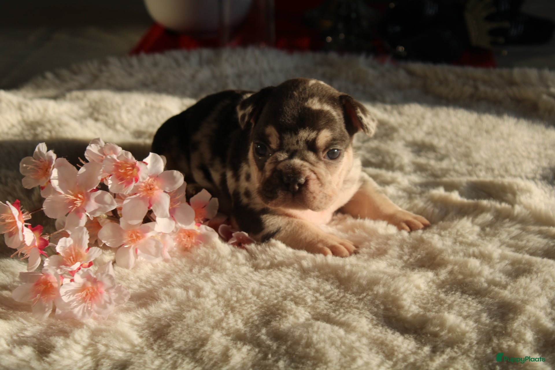 Franse Bulldog honden Franse Bulldog pups Lionheart Bloodline België  - Advertentie 3