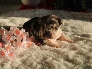 Franse Bulldog honden Franse Bulldog pups Lionheart Bloodline België - Advertentie 8