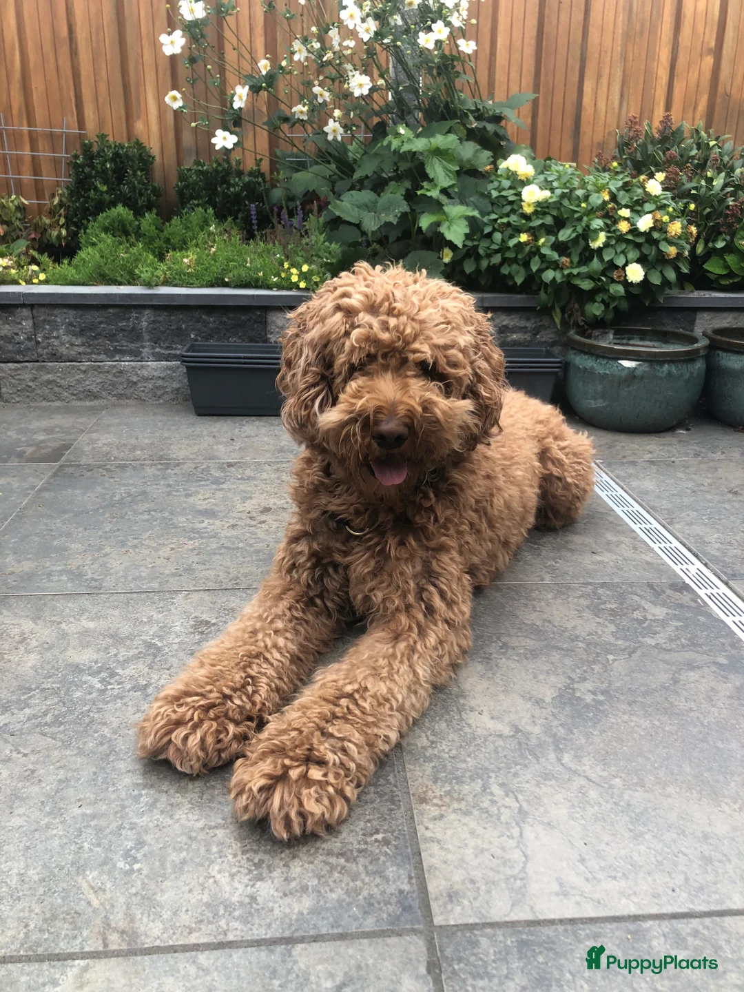 Labradoodle honden ter dekking: KNAPPE AUSTRALIAN LABRADOODLE DEKREU in Breda - Advertentie 8