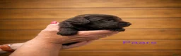 Labradoodle honden te koop: Labradoodle pups  - Advertentie 5
