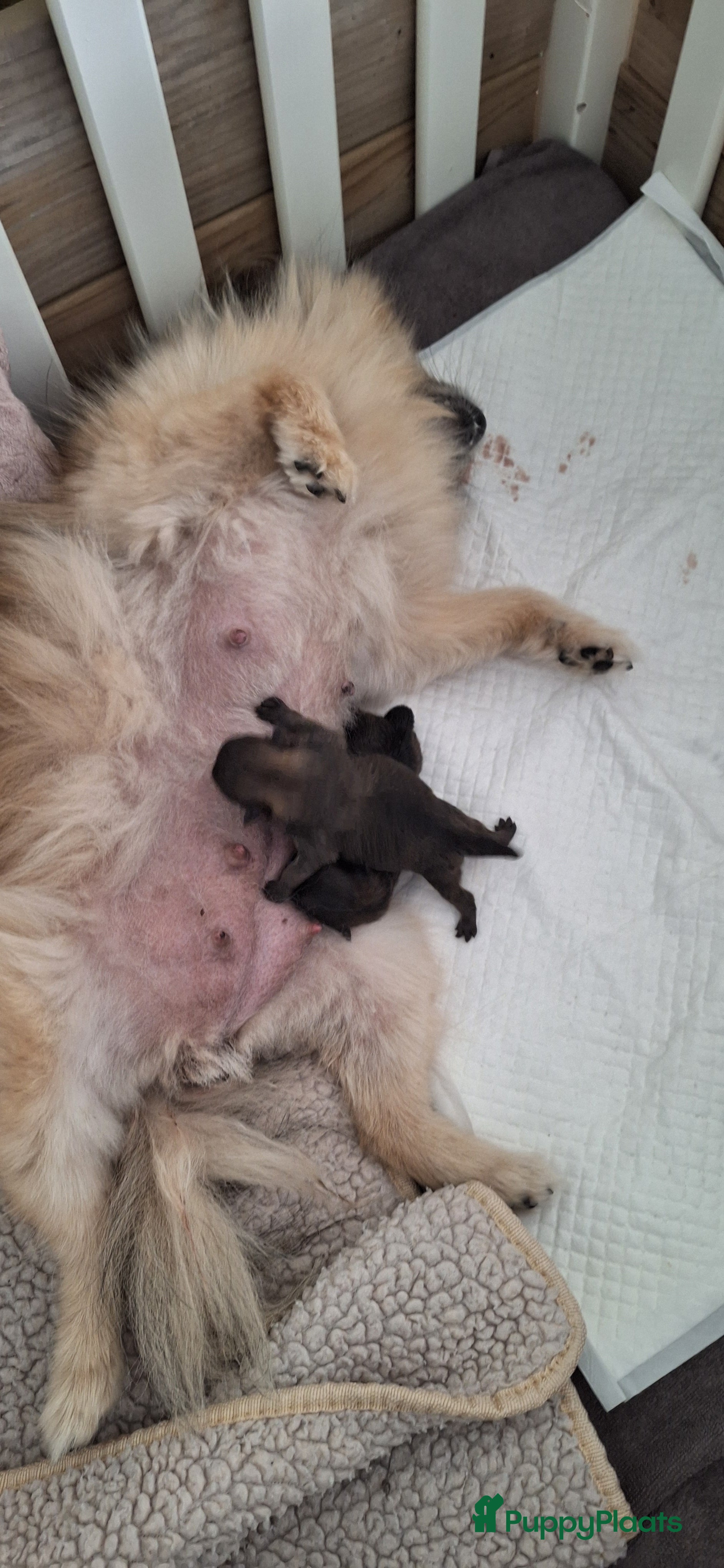 Pomeriaan honden Pomeriaan dwergkees - Advertentie 4