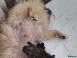 Pomeriaan honden Pomeriaan dwergkees - Advertentie 1