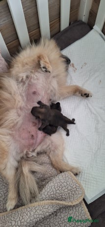 Pomeriaan honden Pomeriaan dwergkees - Advertentie 1