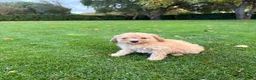 Labradoodle honden te koop: Dwergpoedel x Labradoodle pups - Advertentie 25