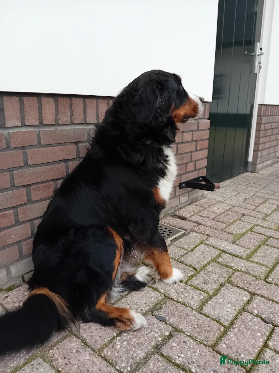 Berner Sennenhond honden te koop: Benner sennen pups - Advertentie 9
