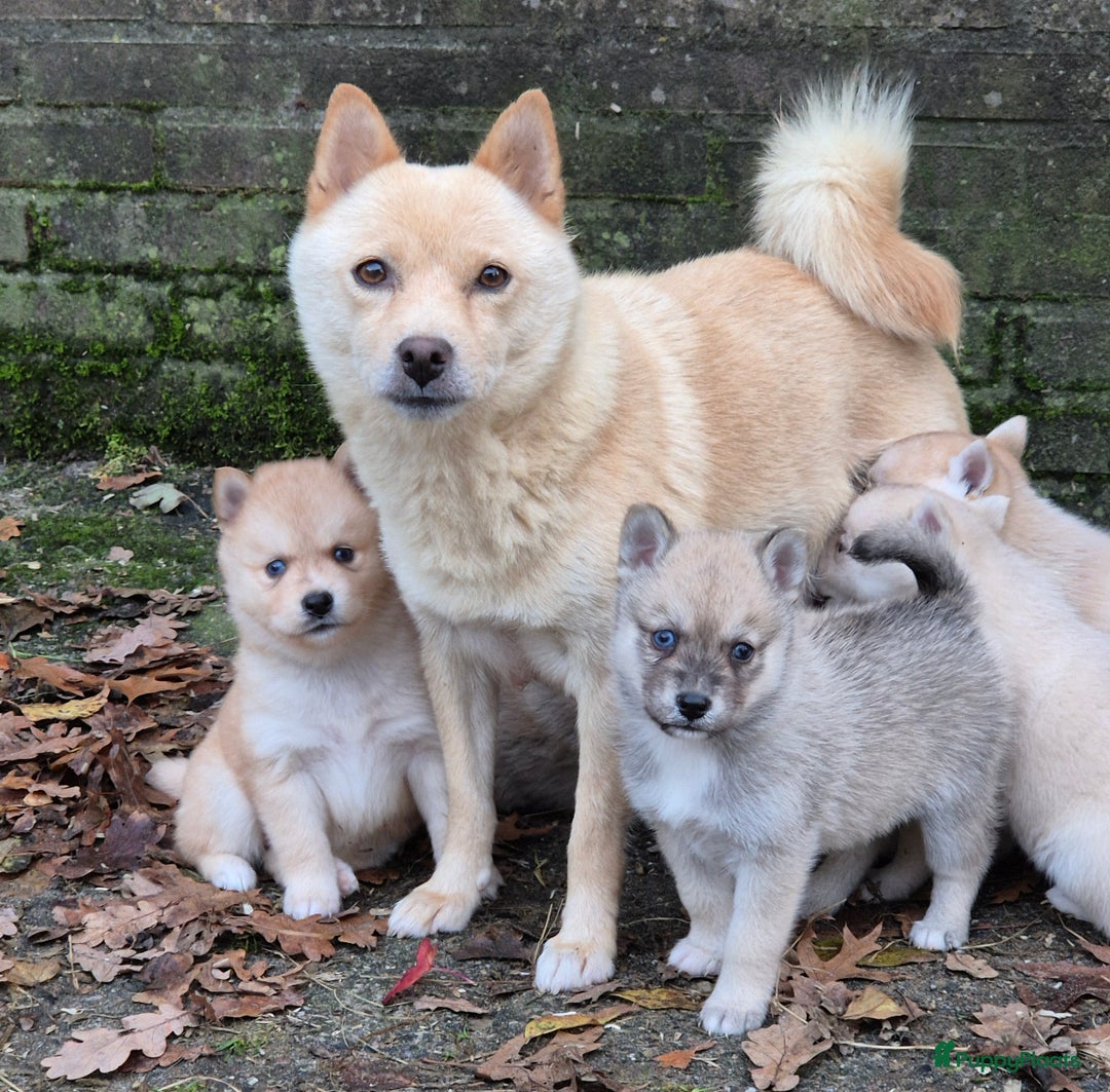 Kruising honden te koop: Pomsky x Shiba inu pups - Advertentie 20