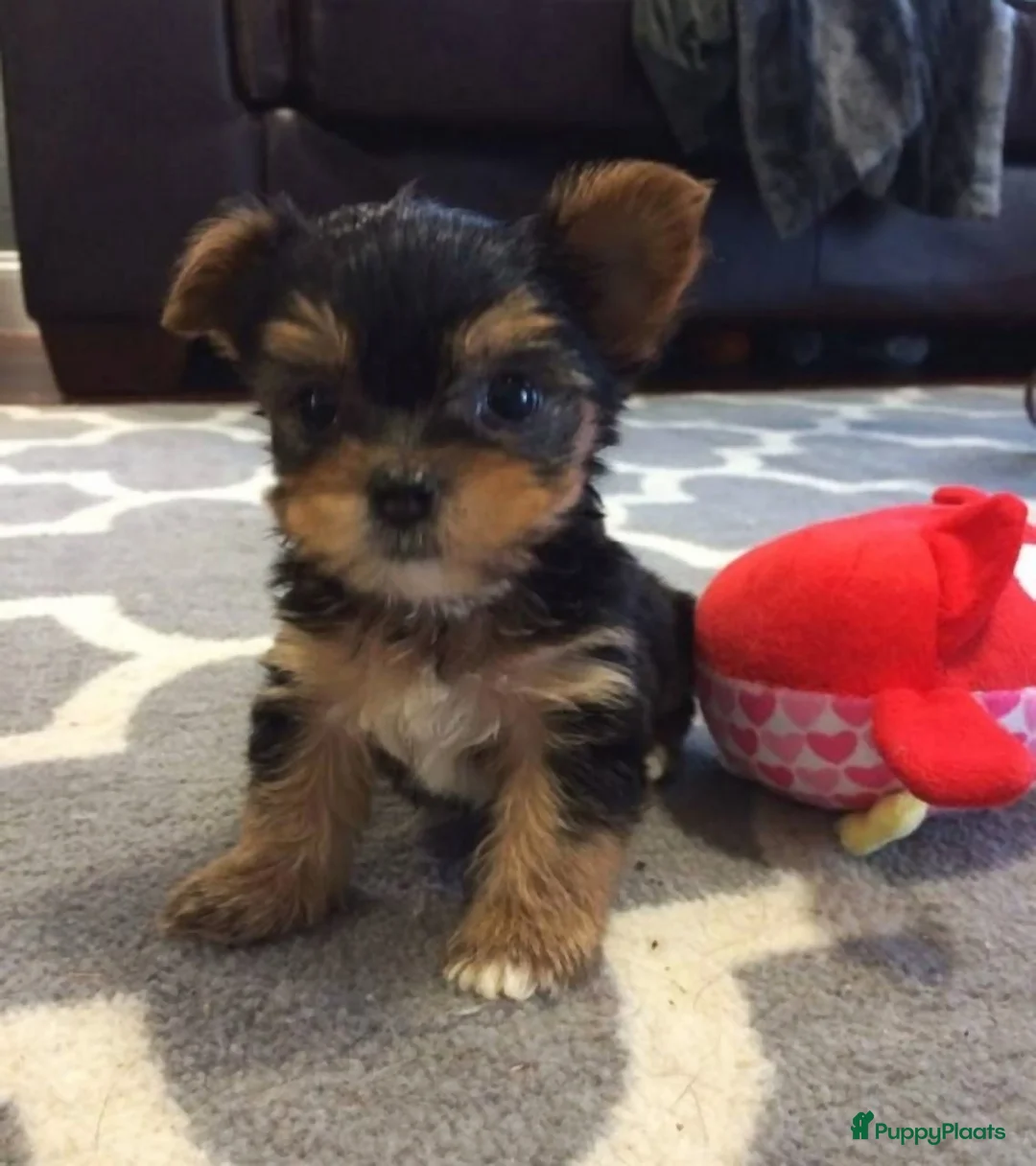 Yorkshire Terriër honden te koop: Yorkshire Terrier puppy’s in Amsterdam - Advertentie 3