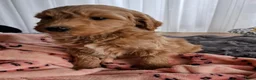 Labradoodle honden te koop: Labradoodle pups medium  - Advertentie 11
