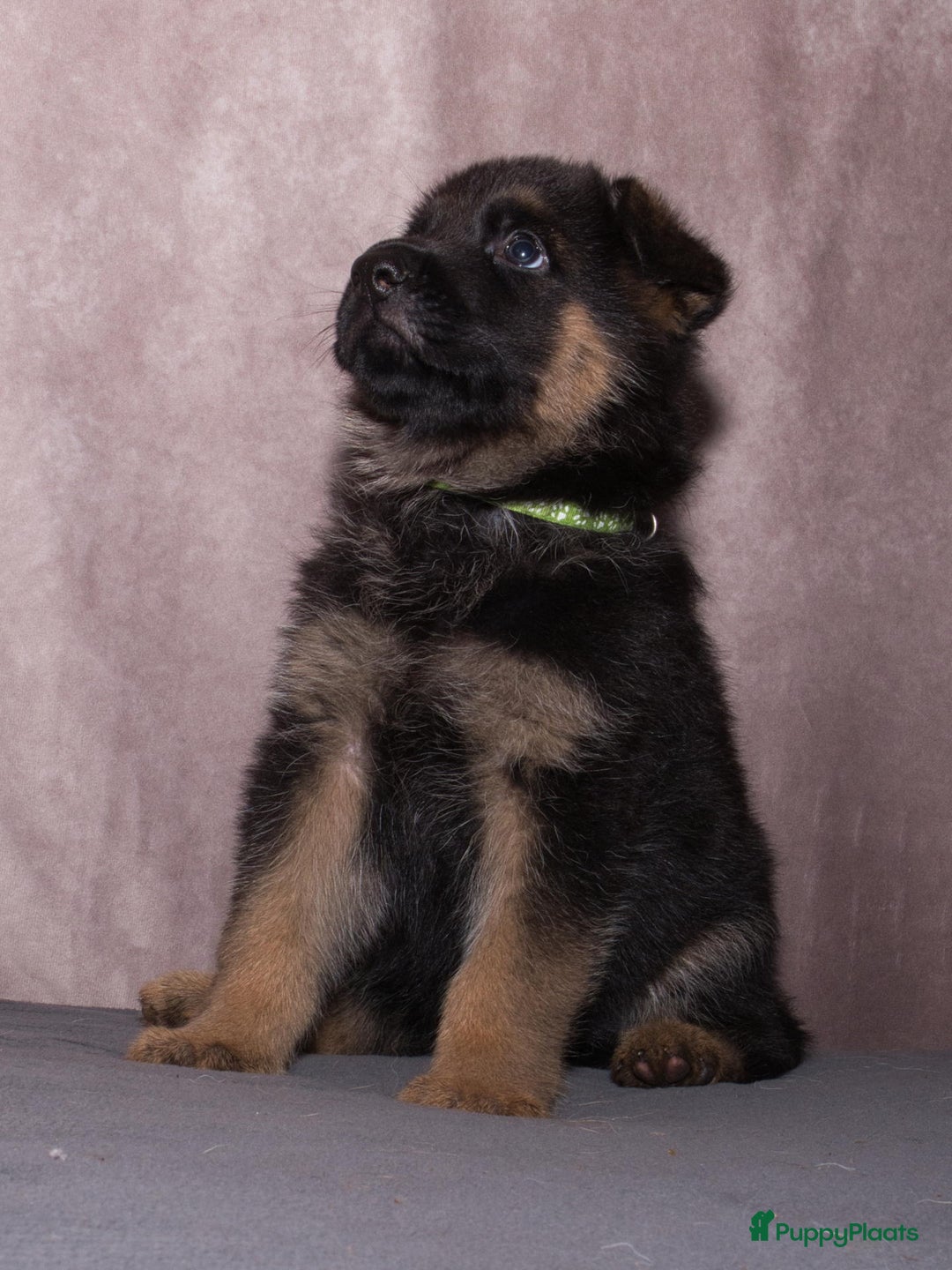 Duitse Herder honden te koop: 🐾 Duitse Herder Pup te Koop  🐾 - Afbeelding 18