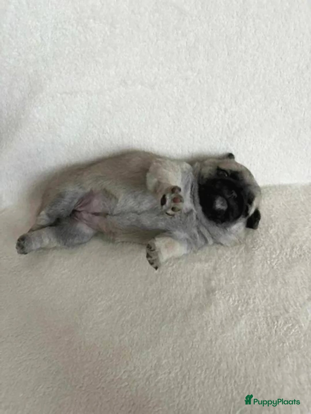 Mopshond honden te koop: Mopshond  - Advertentie 3