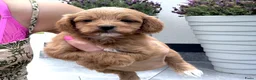 Maltipoo honden te koop: Te reserveren prachtige Maltipoo bij ons geboren  - Advertentie 24