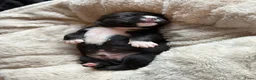 Kruising honden te koop: Prachtig nest bully xl en amerikaanse stafford in Heerhugowaard - Advertentie 2