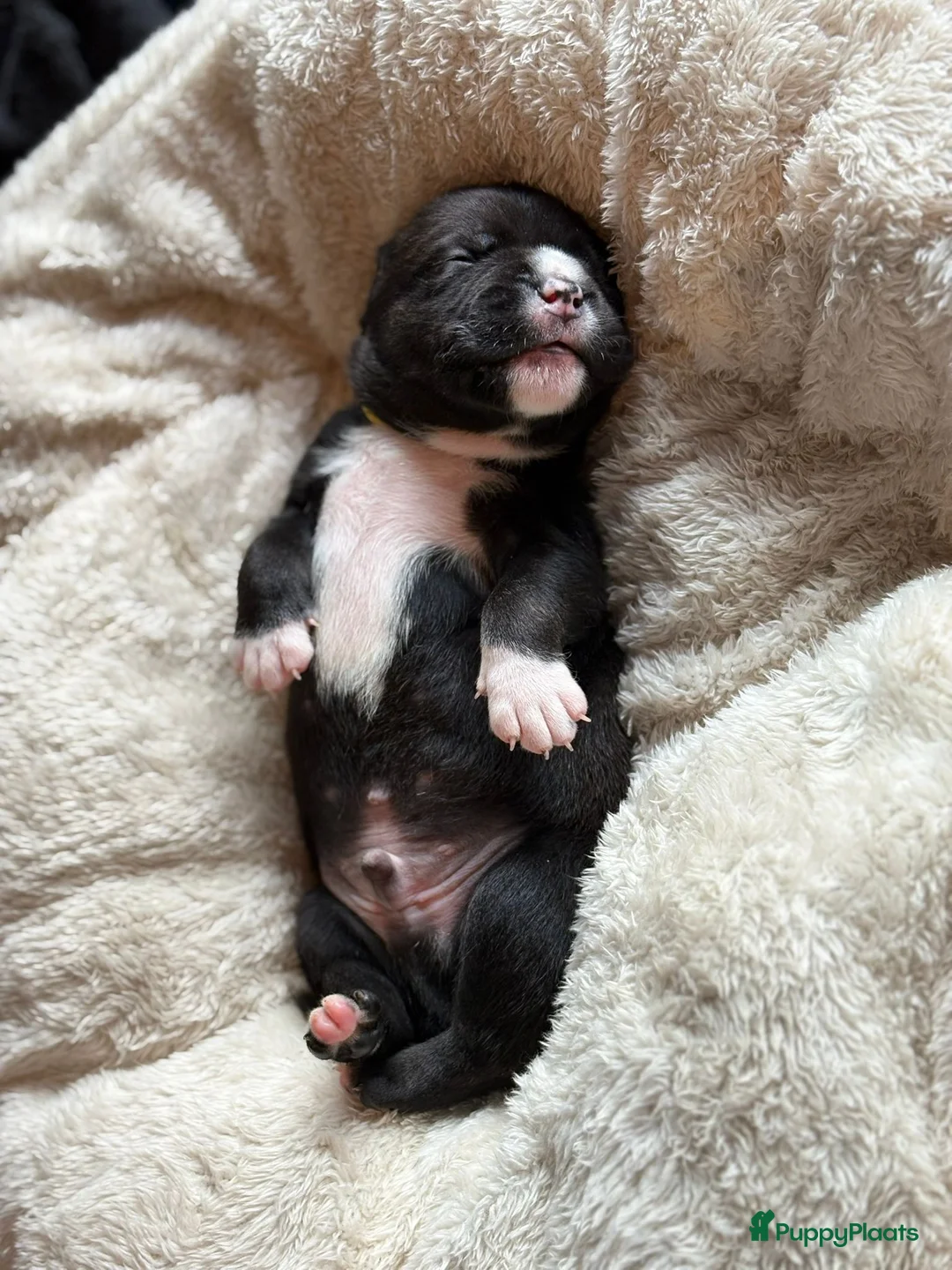 Kruising honden te koop: Prachtig nest bully xl en amerikaanse stafford in Heerhugowaard - Advertentie 2