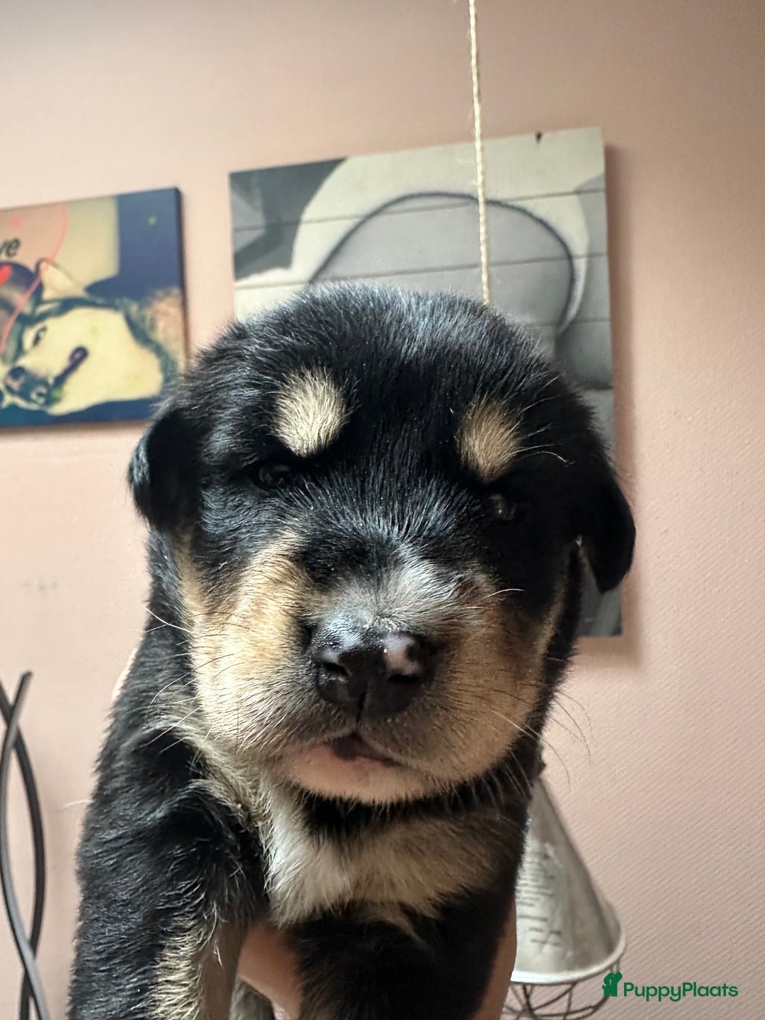 Kruising honden te koop: Super lieve bernsky puppy’s - Afbeelding 5