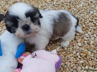 Shih Tzu honden leuke lieve ras zuiver shih tzu pups - Advertentie 2