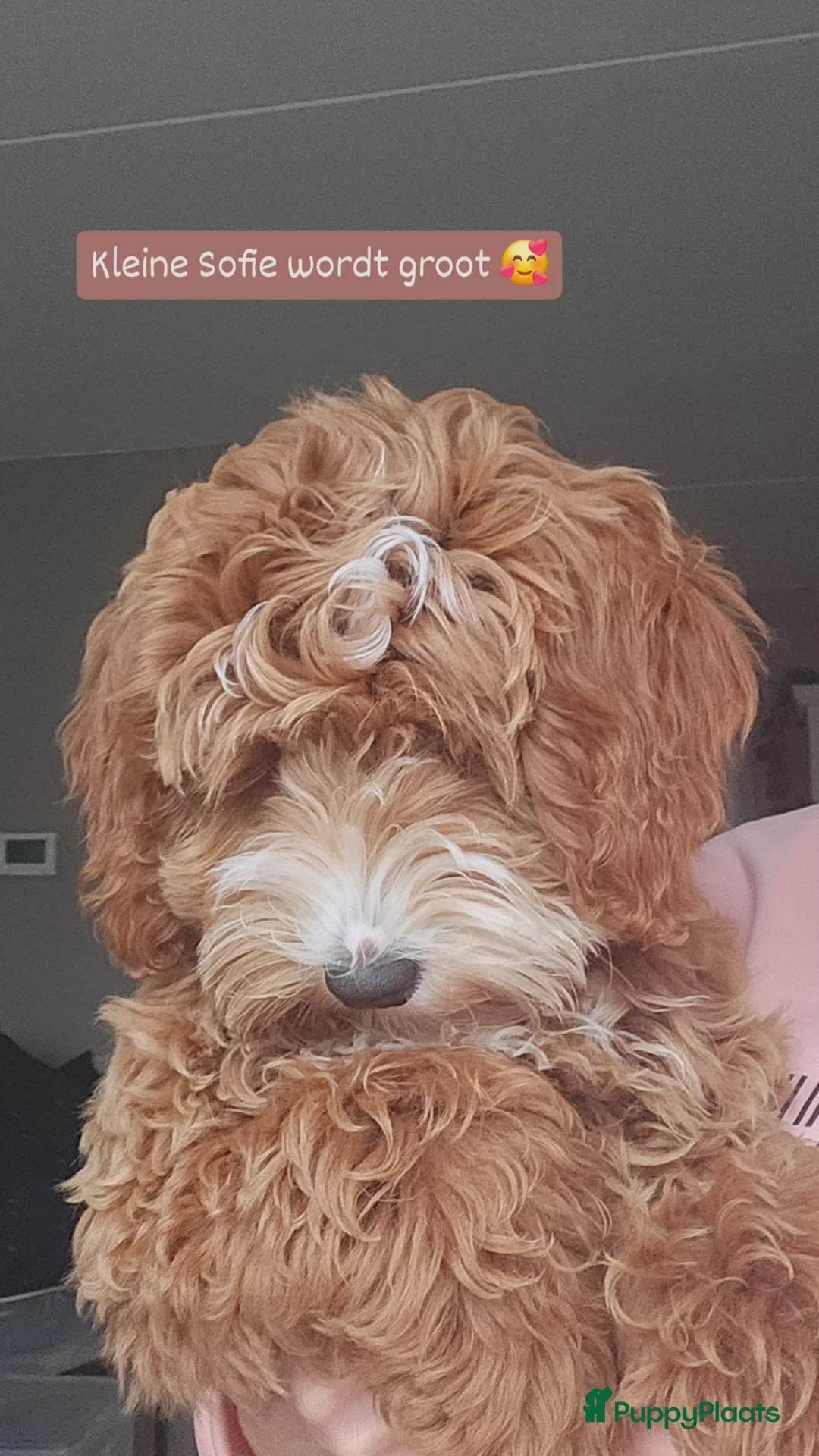 Australian Labradoodle honden ter adoptie: Gastgezin gezocht Australian labradoodle teefje  - Advertentie 5