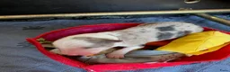 Border Collie honden te koop: gouden mandje gezocht voor onze puppy's - Advertentie 13