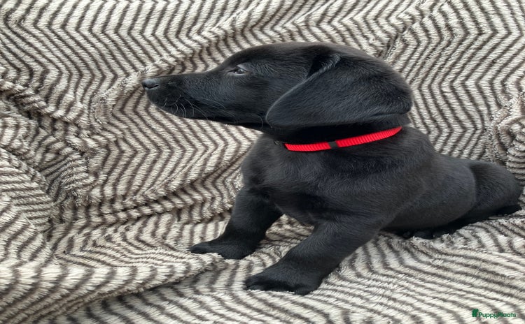 Labrador Retriever honden - Advertentie 13