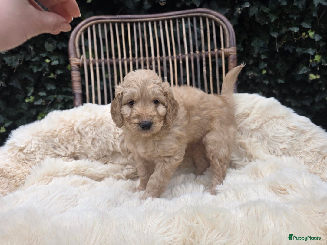 Kruising honden te koop: Goldendoodle reutjes mogen verhuizen - Advertentie 8