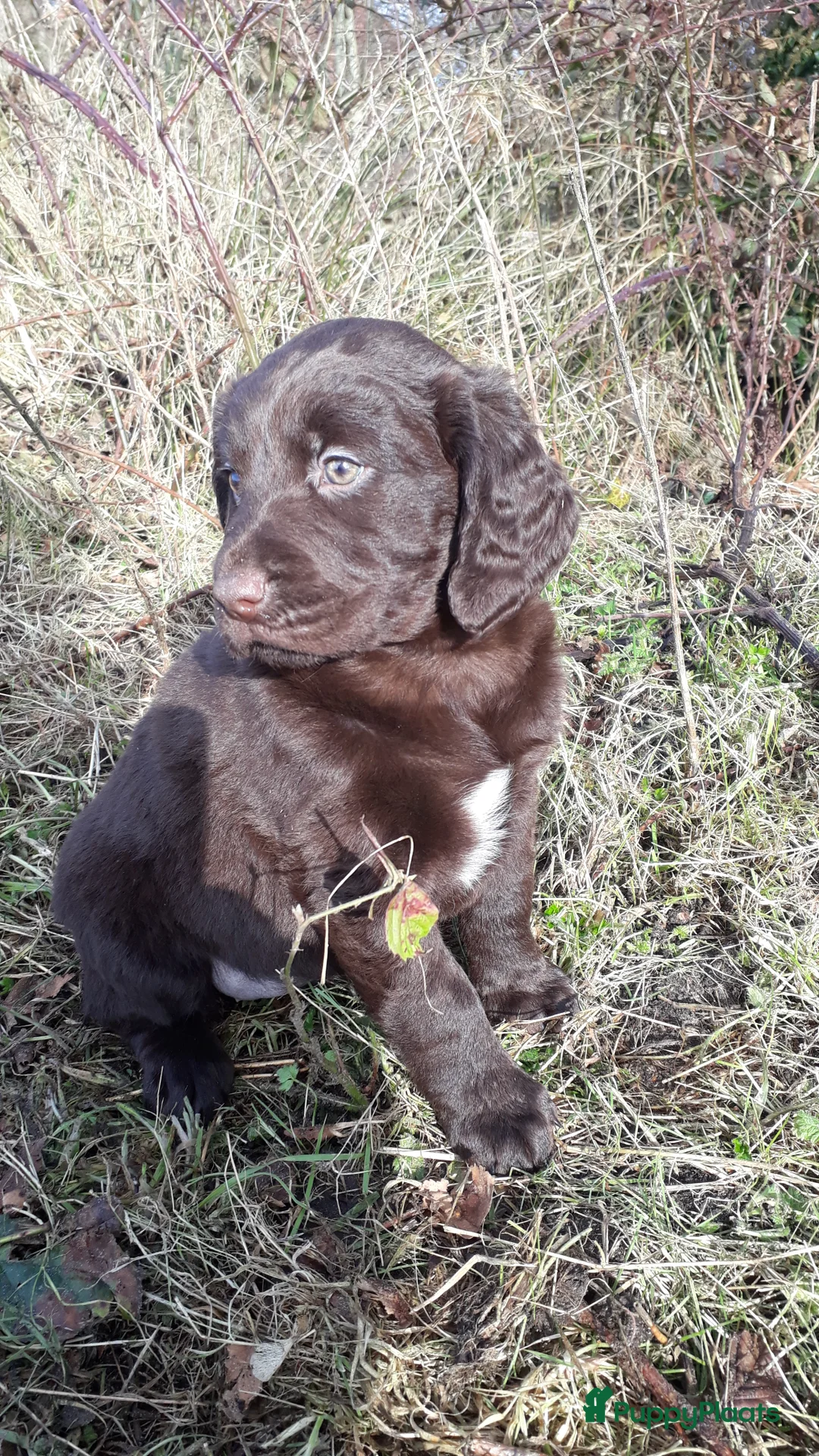 Kruising honden te koop: Enthousiaste Labrador X Friese Stabij pups - Advertentie 27