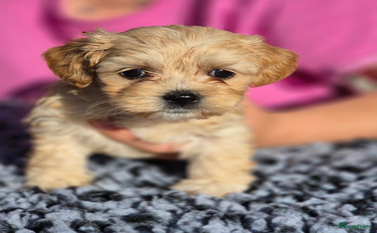 Kruising honden - Advertentie 7