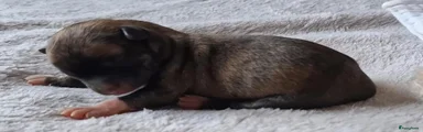 Chihuahua 3