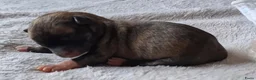 Chihuahua honden te koop: Chihuahua reutjes brindle & black&tan - Advertentie 6