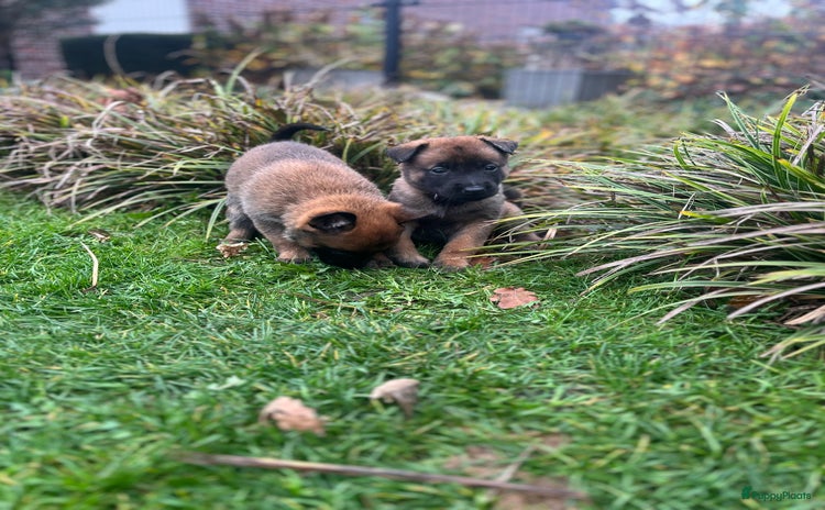 Mechelse Herder honden Mechelse herder pups met stamboom. - Advertentie 1