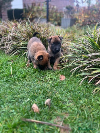 Mechelse Herder honden Mechelse herder pups met stamboom. - Advertentie 1