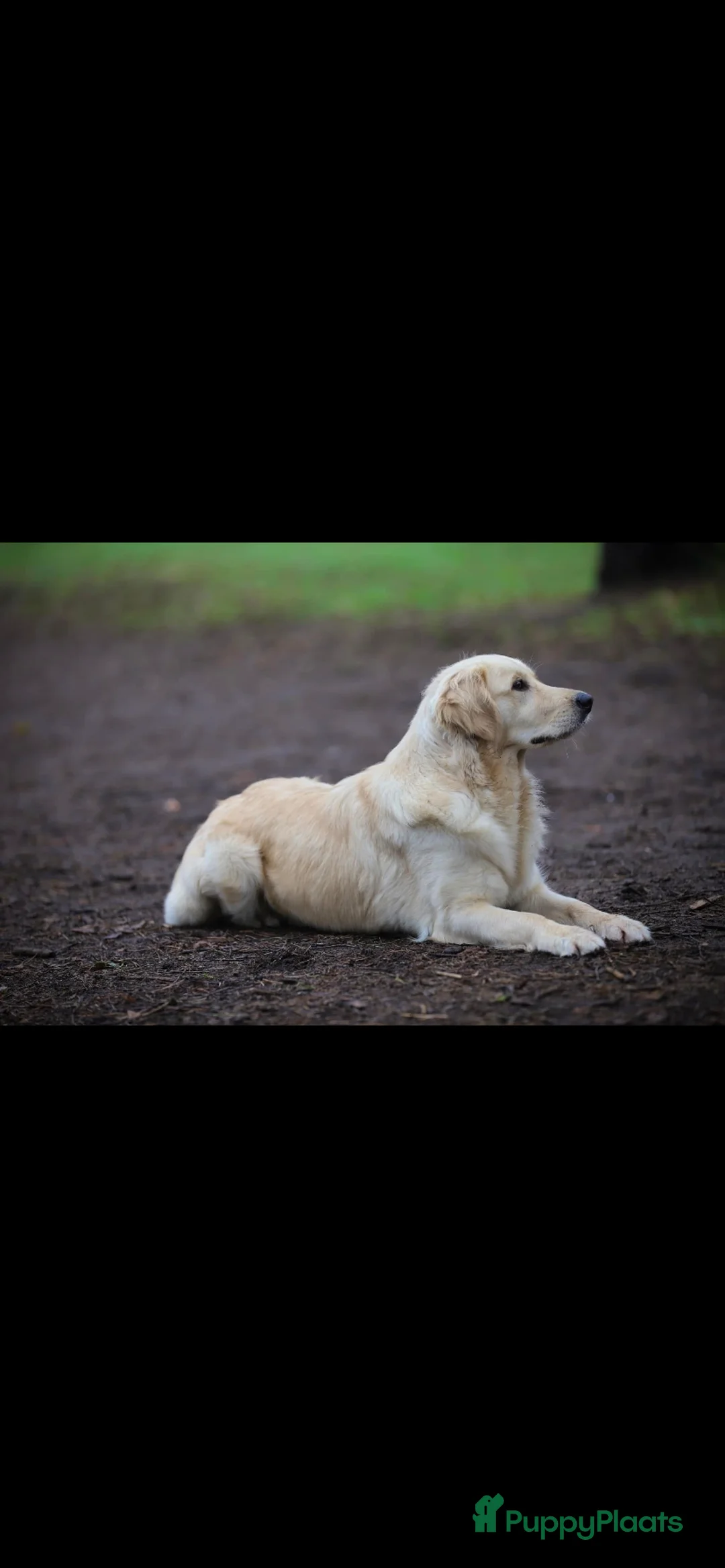 Kruising honden te koop: Golden Retriever x Turkse Herder pups  - Advertentie 19