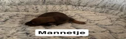Kruising honden te koop:  Dwergpincher x Chihuahau X Kaninchenteckel pups. - Advertentie 9