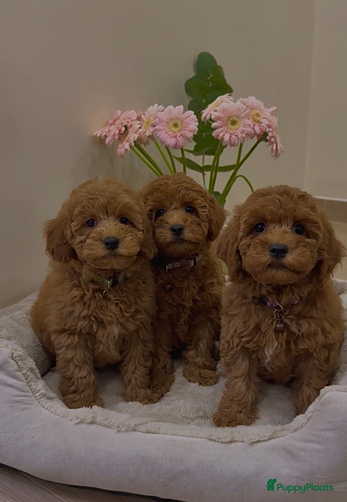 Kruising honden Dwergpoedel puppy - Advertentie 1