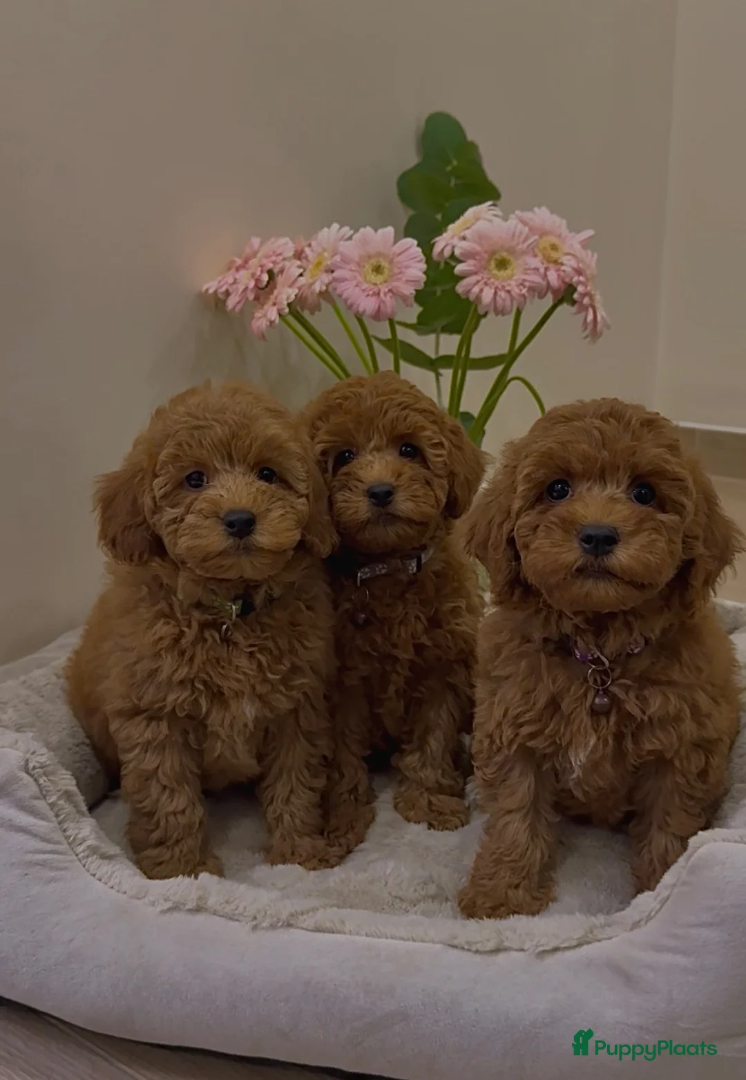 Kruising honden te koop: Dwergpoedel puppy - Advertentie 1
