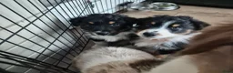 Australian Shepherd honden te koop: Nog 2 australian shepherd reutjes zoeken een thuis - Advertentie 30