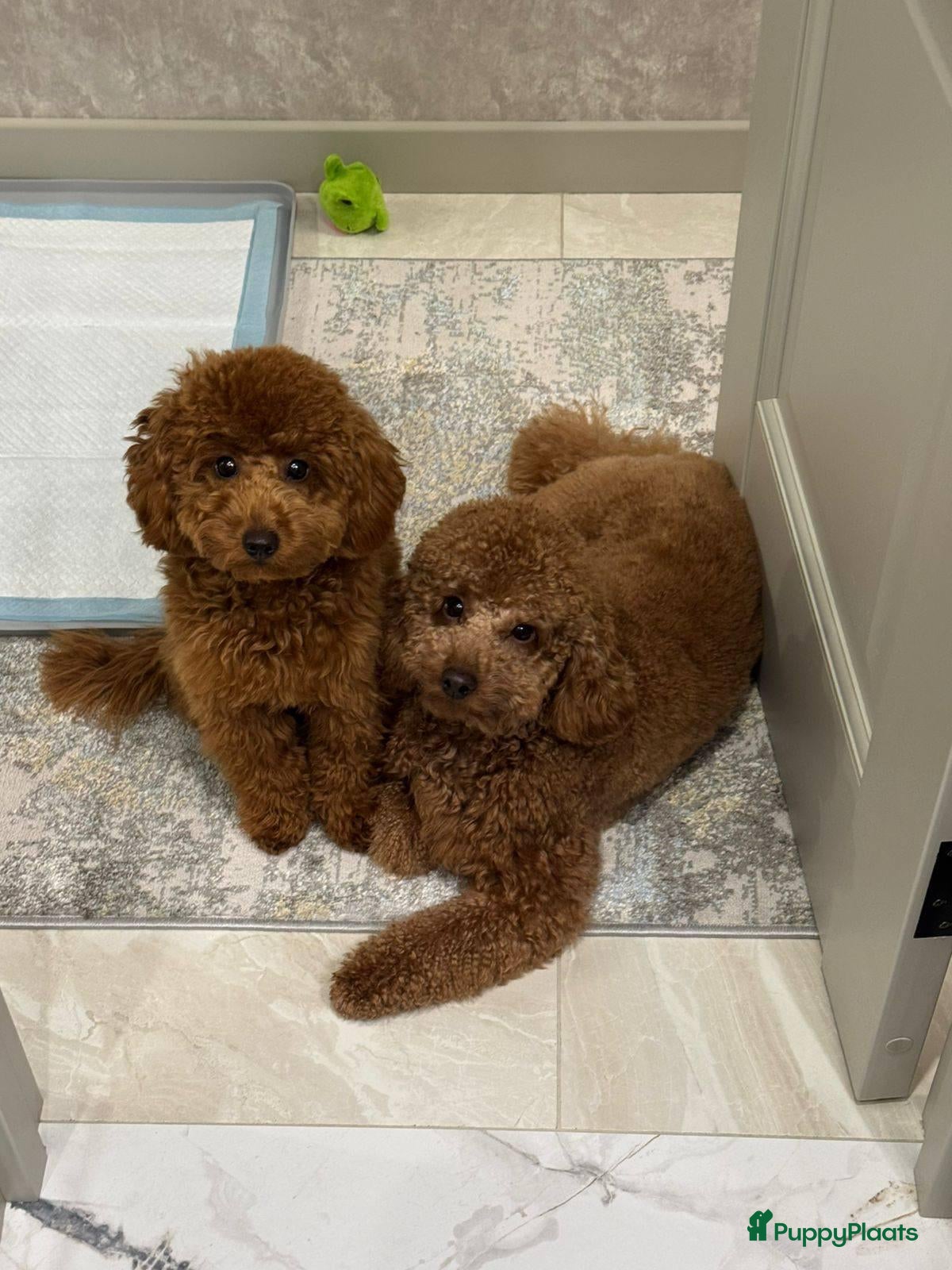 Poedel Toy honden Toy Poedel pups - Advertentie 1