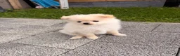 Pomeriaan honden te koop: Pomeriaan reutje - Advertentie 3