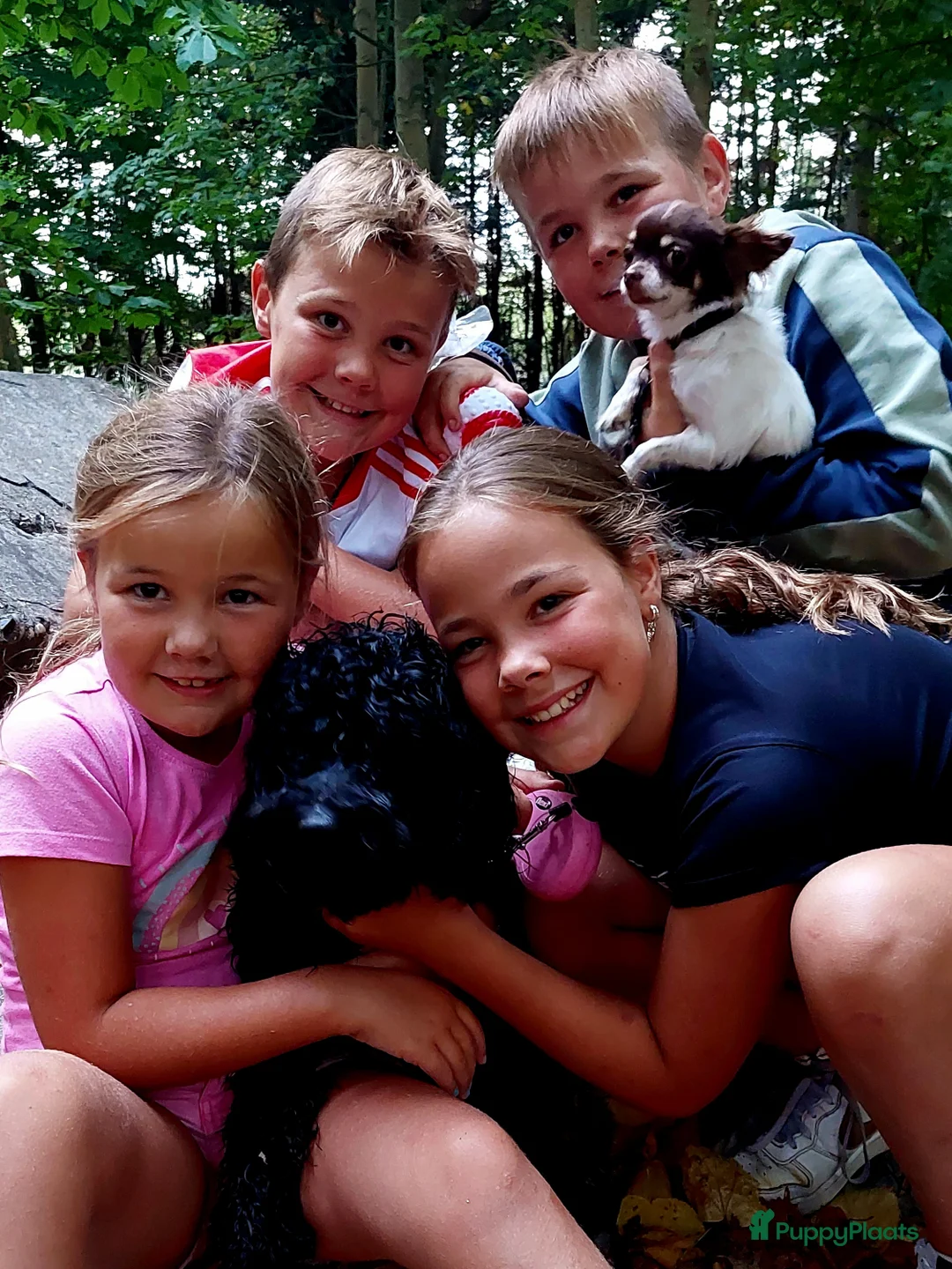 Kruising honden te koop: Het is bijna zover!  - Advertentie 3