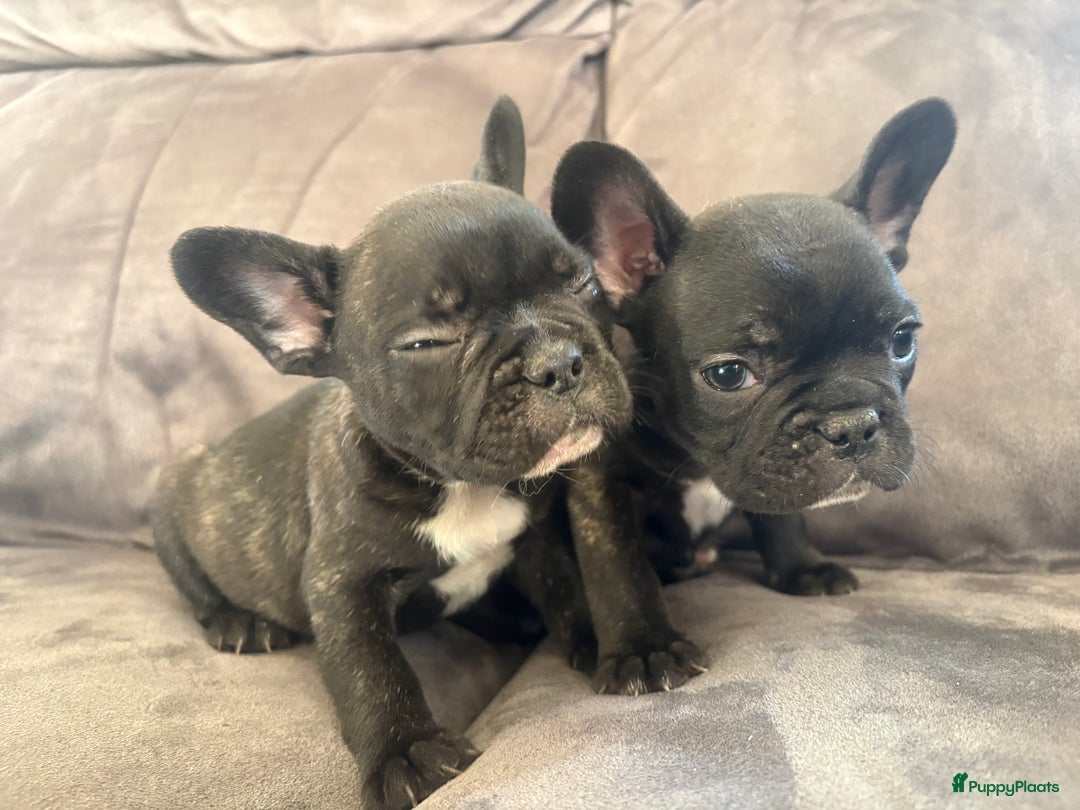 Franse Bulldog honden te koop: Franse bulldog pups - Advertentie 5