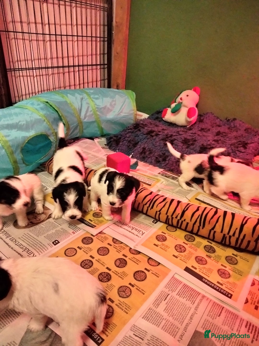 Jack Russel Terriër honden te koop: Jack Russell pups met stamboom - Advertentie 6