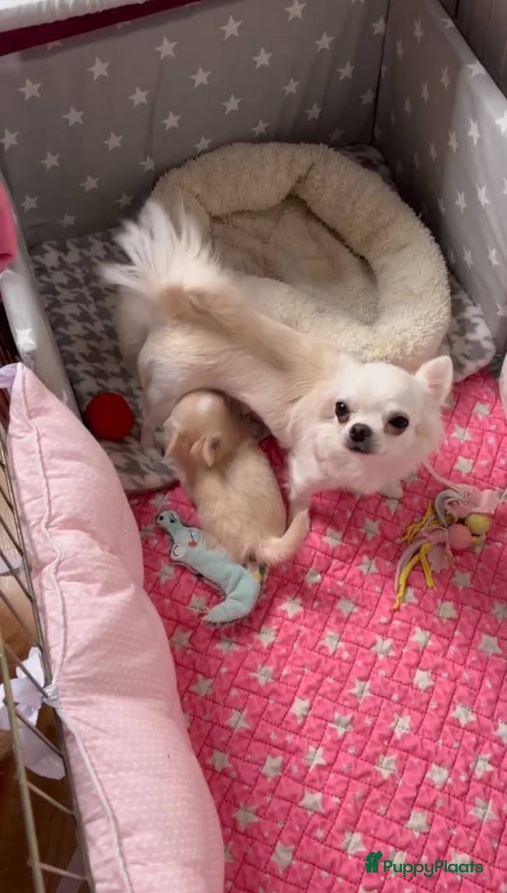 Chihuahua honden Chihuahua pups - Advertentie 1