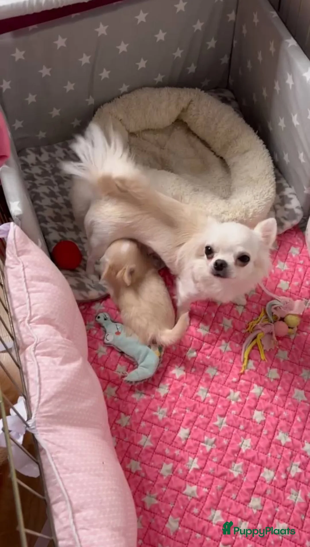 Chihuahua honden te koop: Chihuahua pups in Nieuwerkerk aan den IJssel - Advertentie 1