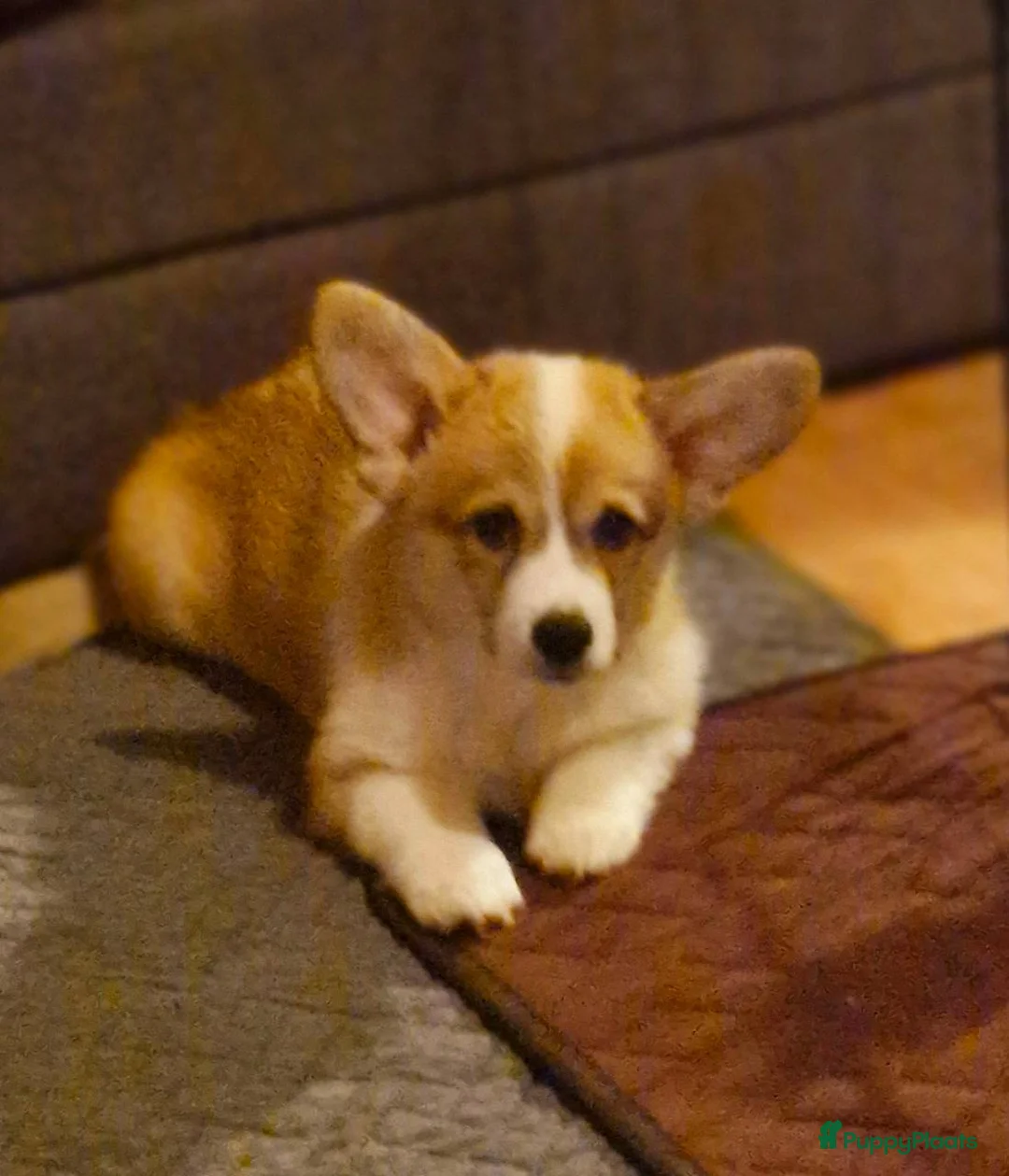 Welsh Corgi Pembroke honden te koop: Welsh Corgi Pembroke  - Advertentie 3