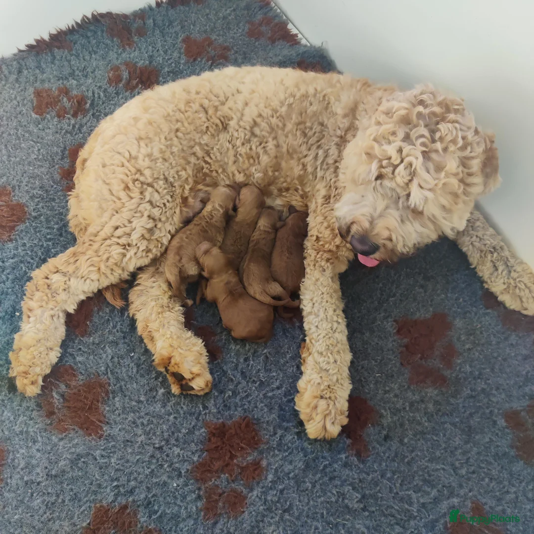 Goldendoodle honden te koop: Nestje F1B medium goldendoodles verwachte - Advertentie 3