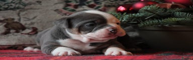 Old English Bulldog Puppy 1
