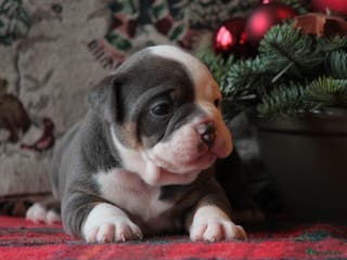 Old English Bulldog honden te koop: Prachtige Old English Bulldog pups met stamboom - Advertentie 1