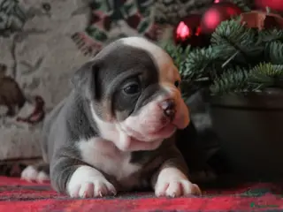Old English Bulldog honden Prachtige Old English Bulldog pups met stamboom - Advertentie 3