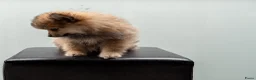 Kruising honden te koop: 4 Prachtige Keeshond/Pomeriaan pups (Oranje-Sabel) in Den Haag - Advertentie 22