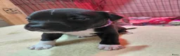 Kruising honden te koop: Nog 4 lieve unieke Mix puppy's. - Advertentie 24