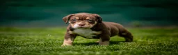 Amerikaanse Bully honden te koop: Amerikaanse pocket bully teefjes  - Advertentie 7