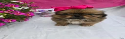 Pekingees honden te koop: Heel mooi Pekinees reutje - Advertentie 27